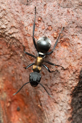 Polyrhachis ornata