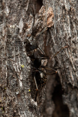 Camponotus lividicoxis