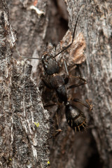 Camponotus lividicoxis