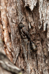 Camponotus lividicoxis