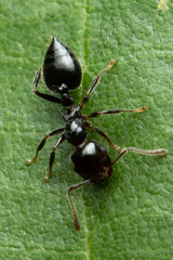 Crematogaster laeviceps