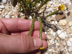 Athanasia pachycephala