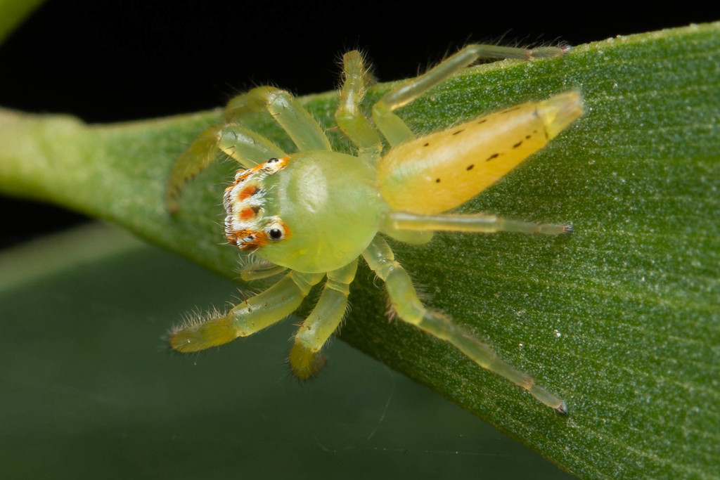 Green Jumping Spider: The Mopsus Mormon Care Guide!