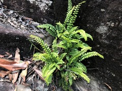 Adiantum hispidulum hispidulum