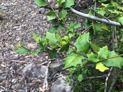 Alchornea ilicifolia
