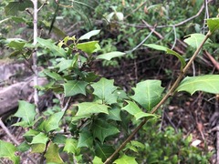 Alchornea ilicifolia