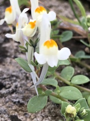 Linaria reflexa