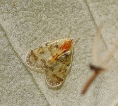Saccharodite chrysonoe