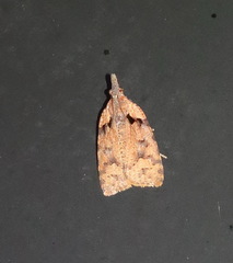 Xenothictis sciaphila