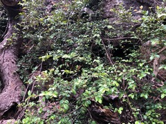 Backhousia myrtifolia