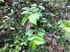 Backhousia myrtifolia