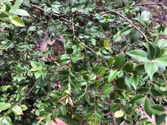 Backhousia myrtifolia