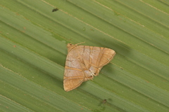Eulepidotis addens