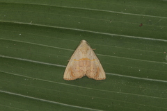 Eulepidotis bourgaulti