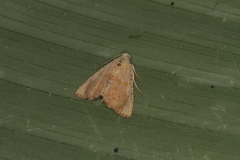 Eulepidotis bourgaulti