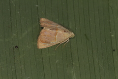 Eulepidotis bourgaulti