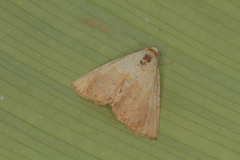 Eulepidotis bourgaulti