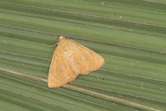 Eulepidotis bourgaulti