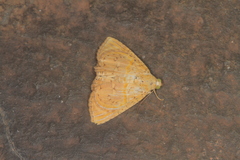 Eulepidotis bourgaulti