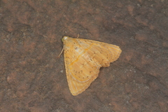 Eulepidotis bourgaulti