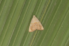 Eulepidotis bourgaulti