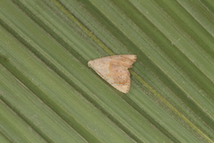 Eulepidotis bourgaulti