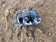 Gyriosomus marmoratus