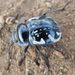 Gyriosomus marmoratus - Photo 由 Vale Nuñez Bravo 所上傳的 (c) Vale Nuñez Bravo，保留部份權利CC BY-NC