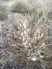 Cistus atriplicifolius