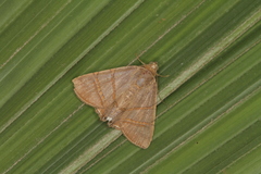 Eulepidotis juncida