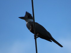 Megaceryle torquata