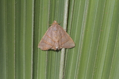 Eulepidotis juncida