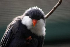 Blue Lorikeet photo 2