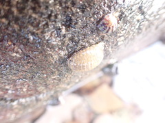 Sphaeroma serratum