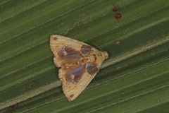 Eulepidotis osseata