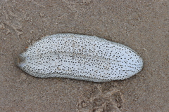Holothuria scabra