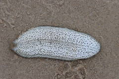Holothuria scabra