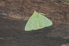 Eulepidotis punctilinea