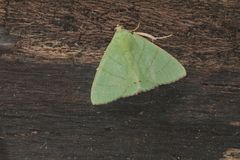 Eulepidotis punctilinea