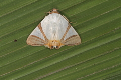 Eulepidotis persimilis