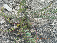 Astragalus utriger