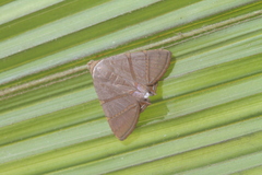 Eulepidotis juncida