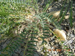 Astragalus utriger