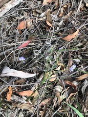 Comesperma sphaerocarpum