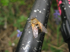 Tachina lurida