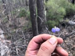 Comesperma sphaerocarpum