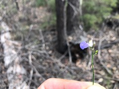 Comesperma sphaerocarpum