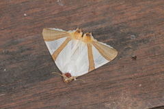 Eulepidotis rectimargo