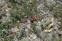 Astragalus utriger