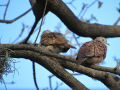 Columbina talpacoti